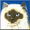 Image Name